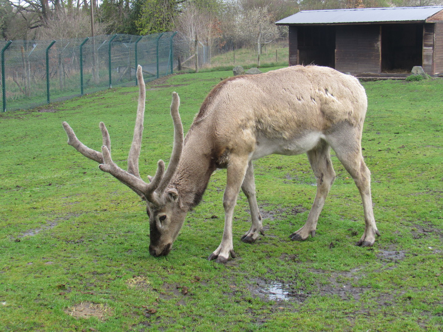 Père David’s Deer