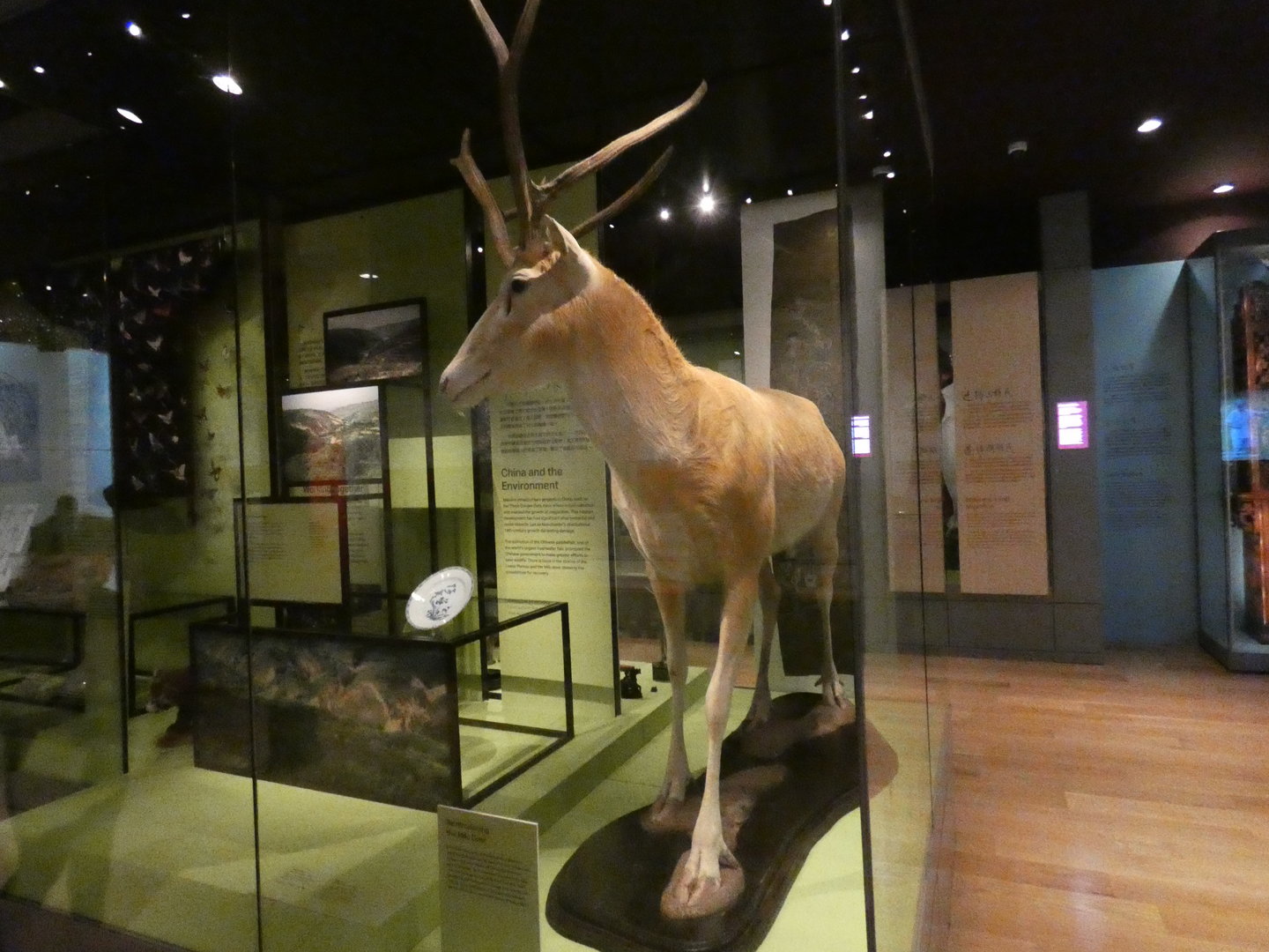 Père David's deer