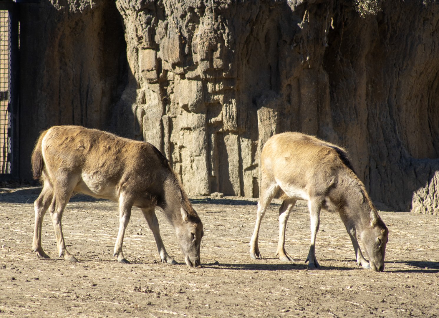 Pere David's Deer