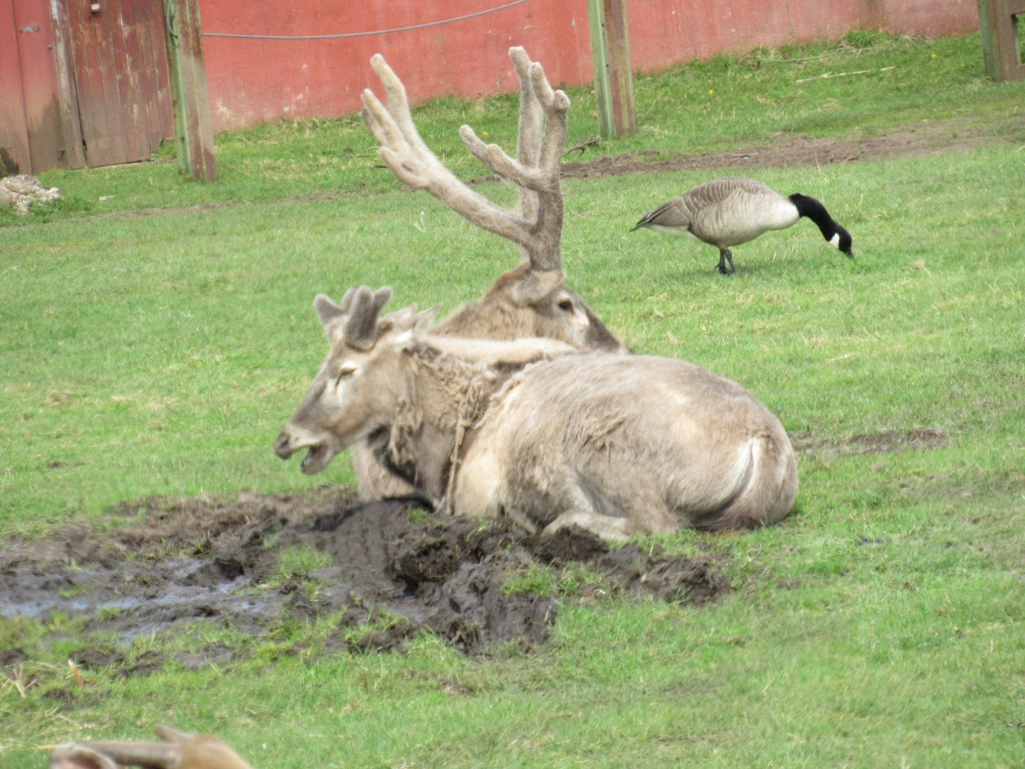 Pére-David’s deer