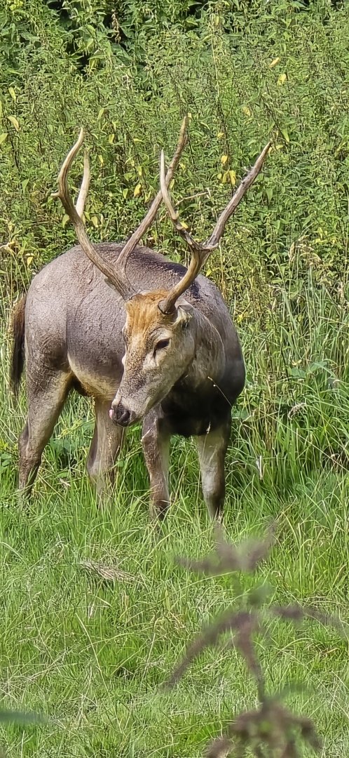 Père David's deer