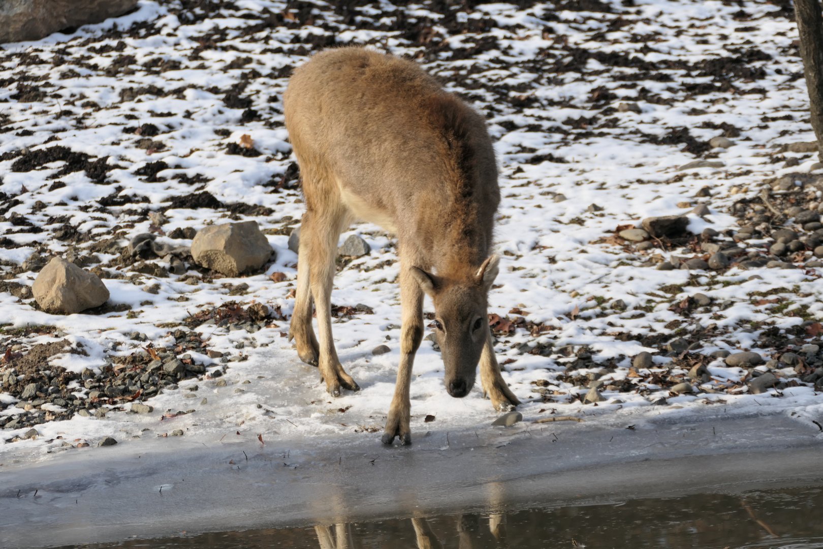 Pere David's Deer