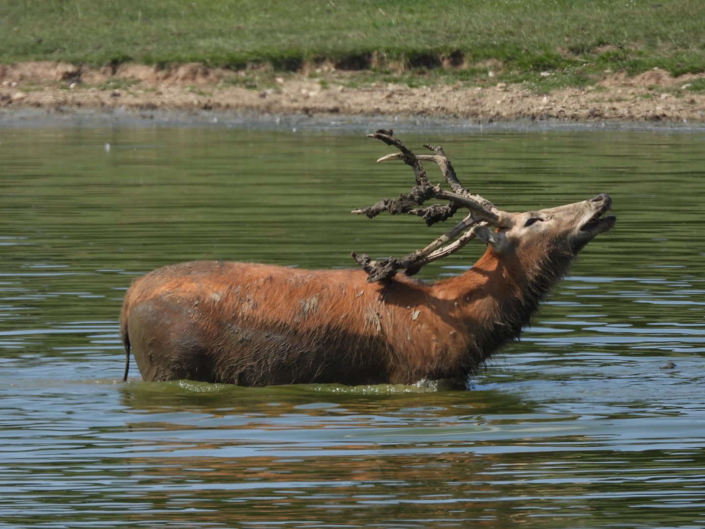 Pere David's Deer