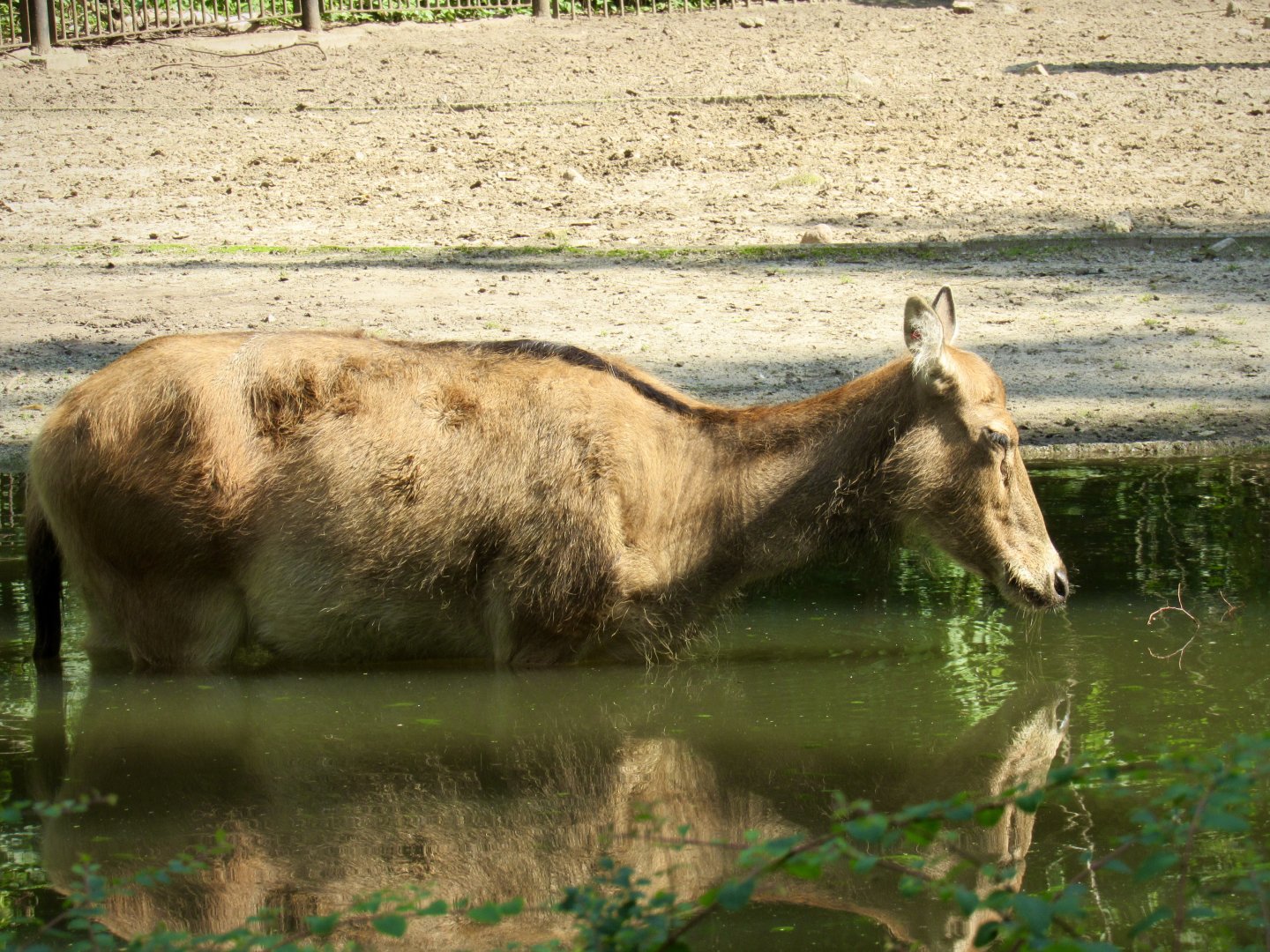 Père-David’s deer