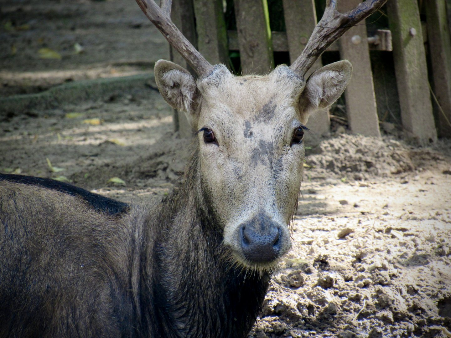Père-David’s deer