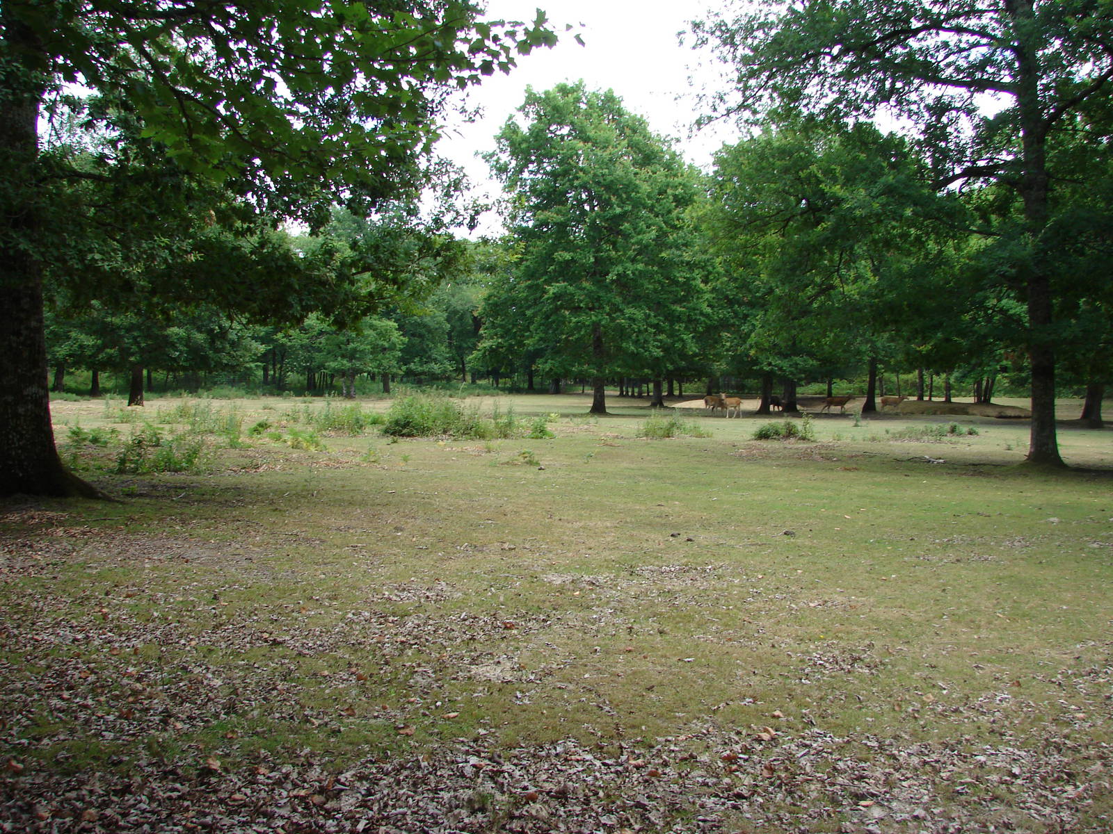 Pere David's Deers exhibit