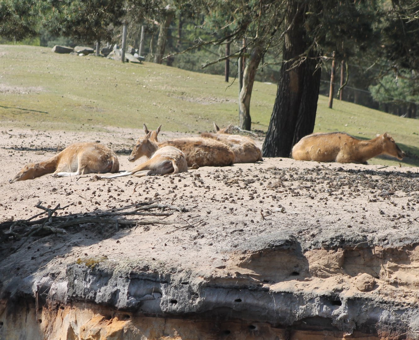 Pere David's deers