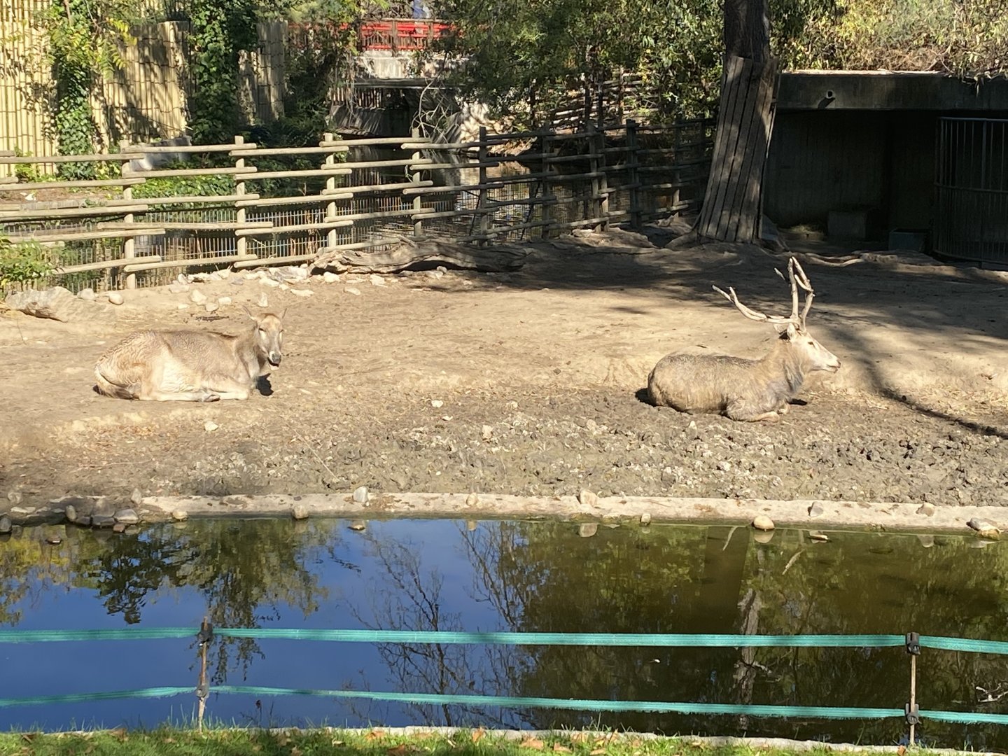 Père David’s deers