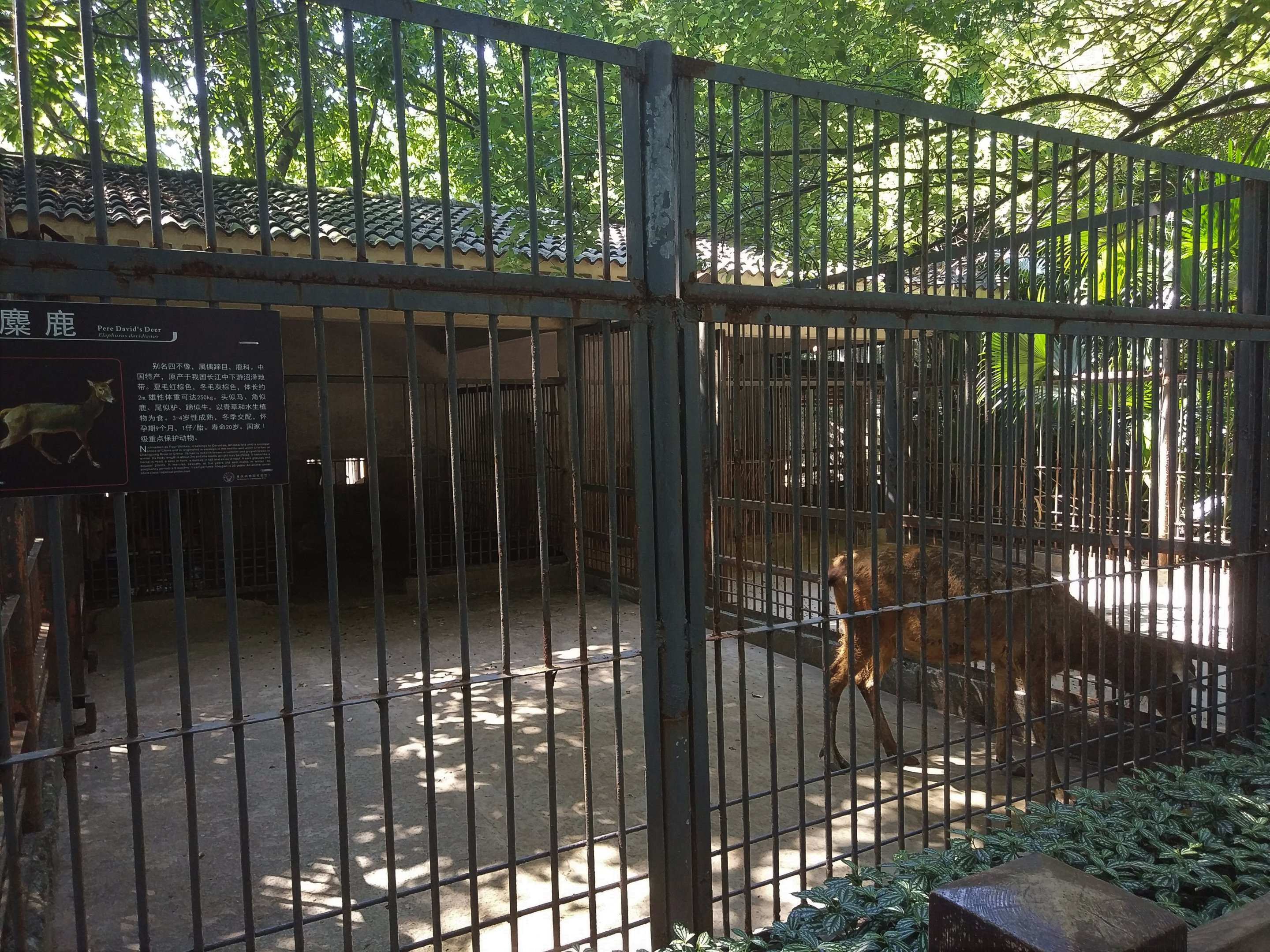 Pere David's Exhibit