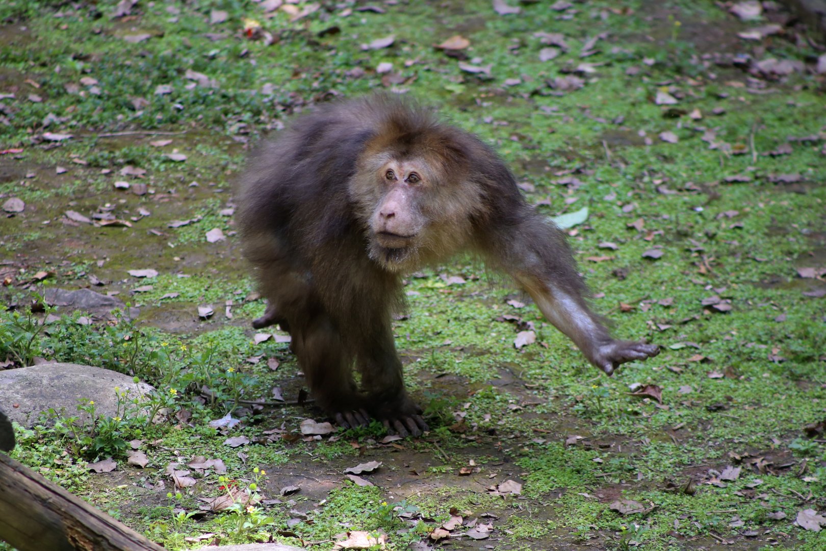 Père David’s Macaque (Macaca thibetana)