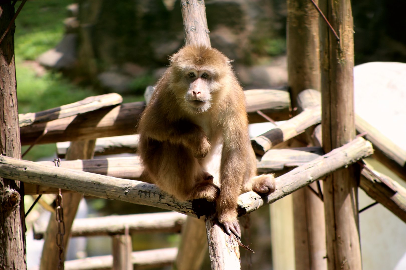 Père David’s Macaque (Macaca thibetana)