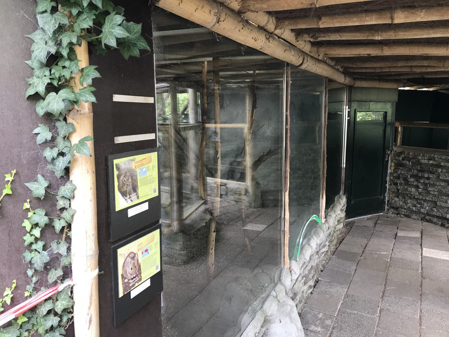 Père David’s rock squirrel and house mouse