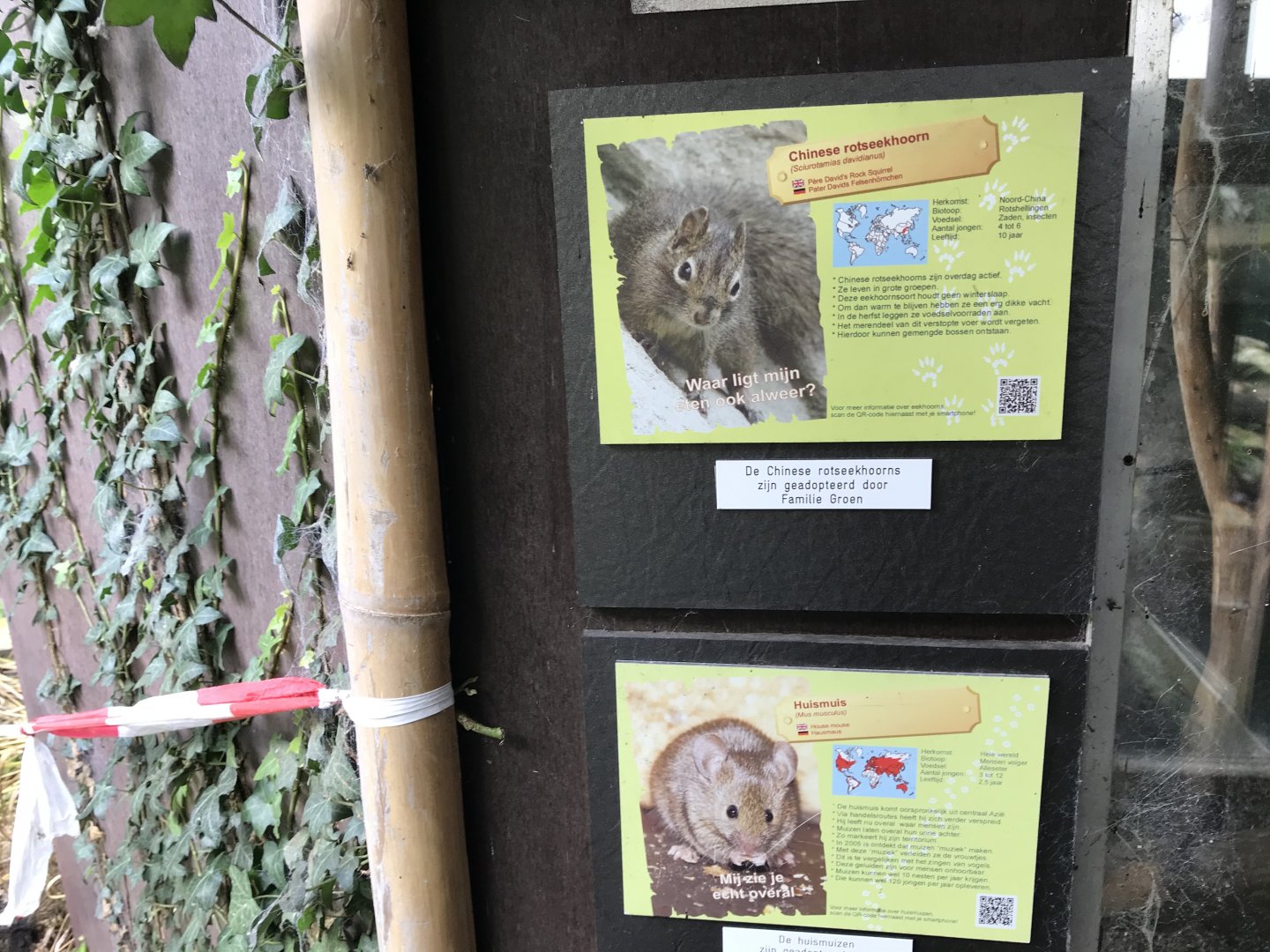 Père David’s rock squirrel and house mouse