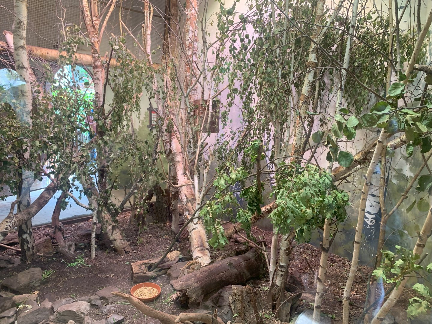 Père David's Rock Squirrel enclosure - Taiga