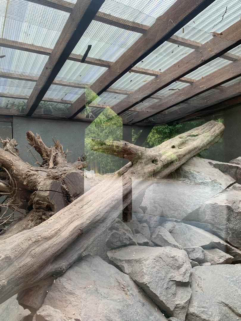 Père David's Rock Squirrel enclosure
