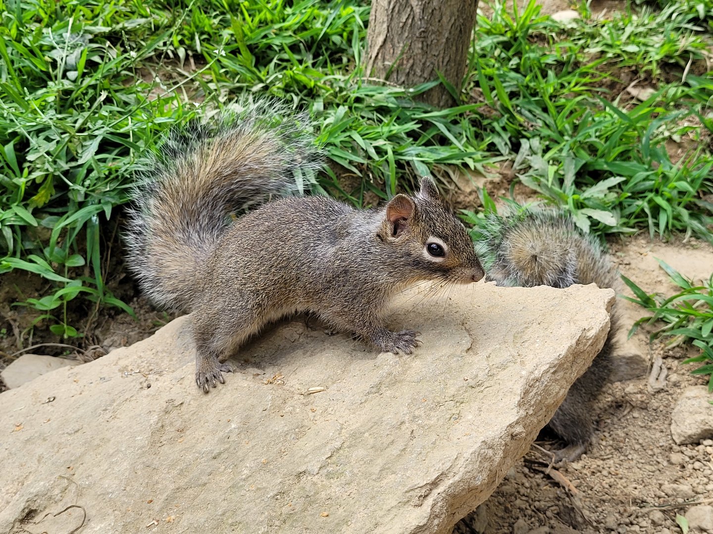 Pére David's rock squirrel -Parc Animalier des Pyrénées (2023)