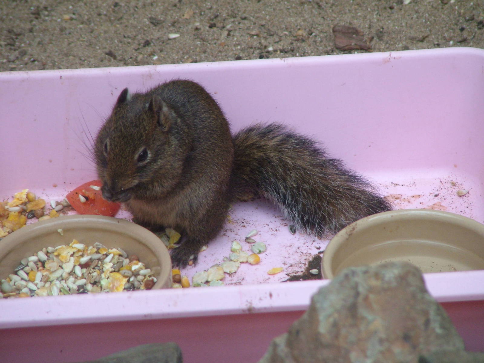 Pere David's Rock Squirrel (Sciurotamias davidianus) at Exmoor Zoo Park