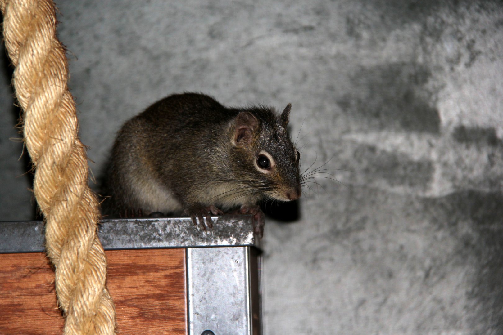 Père David's rock squirrel (Sciurotamias davidianus)
