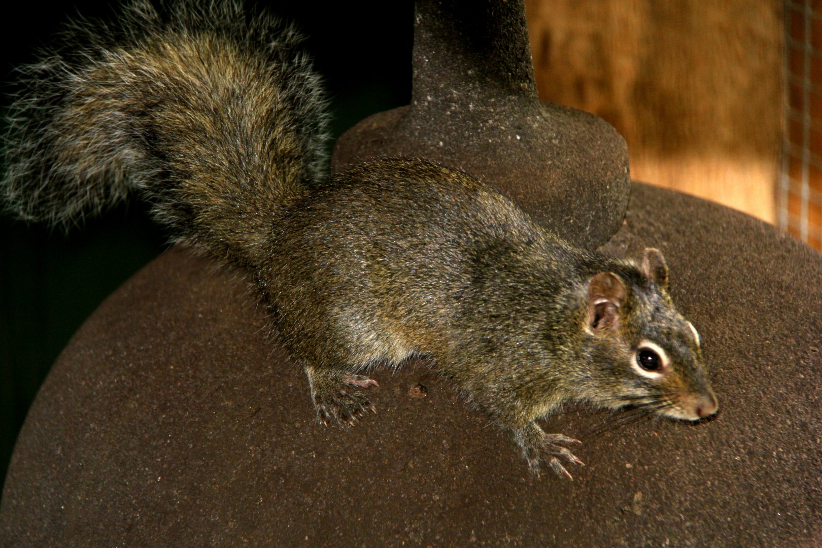 Père David's rock squirrel (Sciurotamias davidianus)