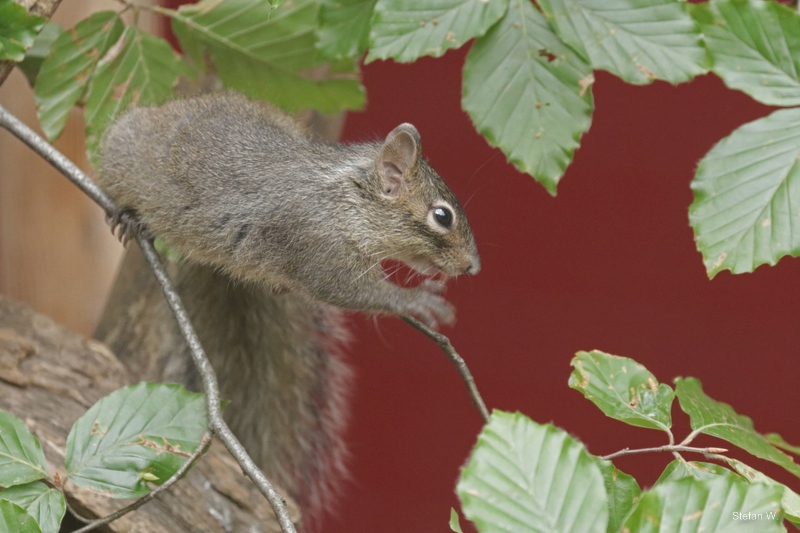 Père David's rock squirrel (Sciurotamias davidianus)