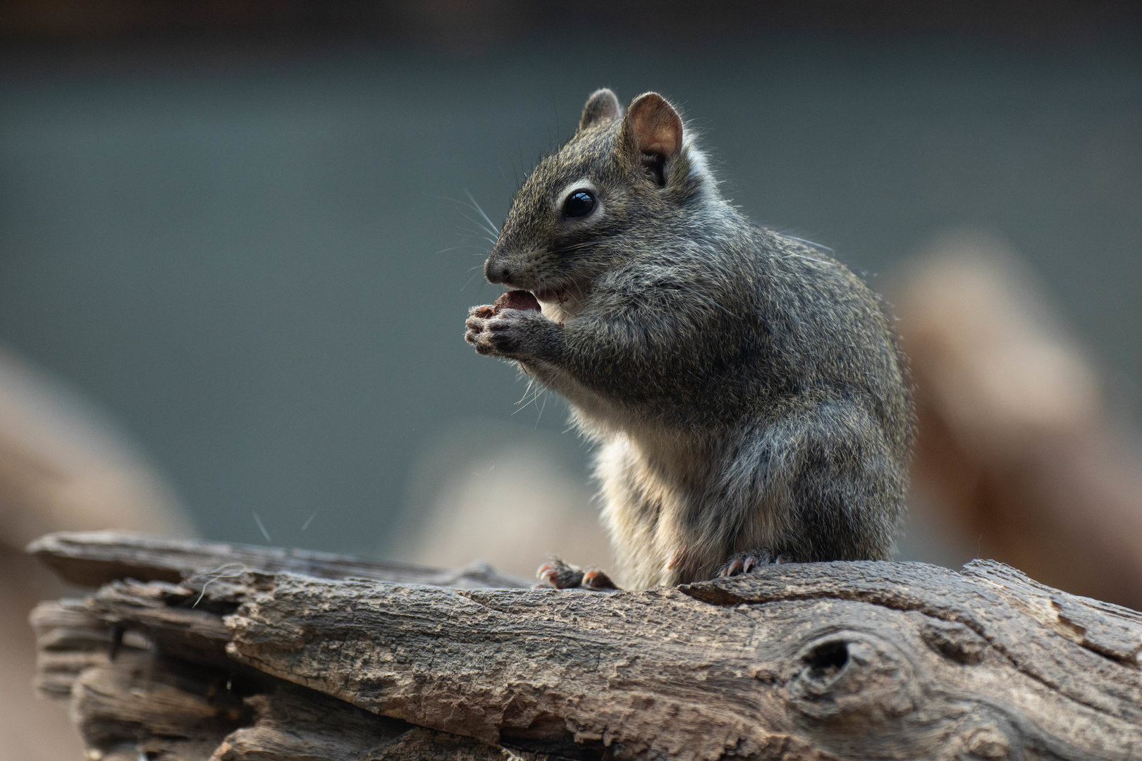 Pere David's rock squirrel (Sciurotamias davidianus)