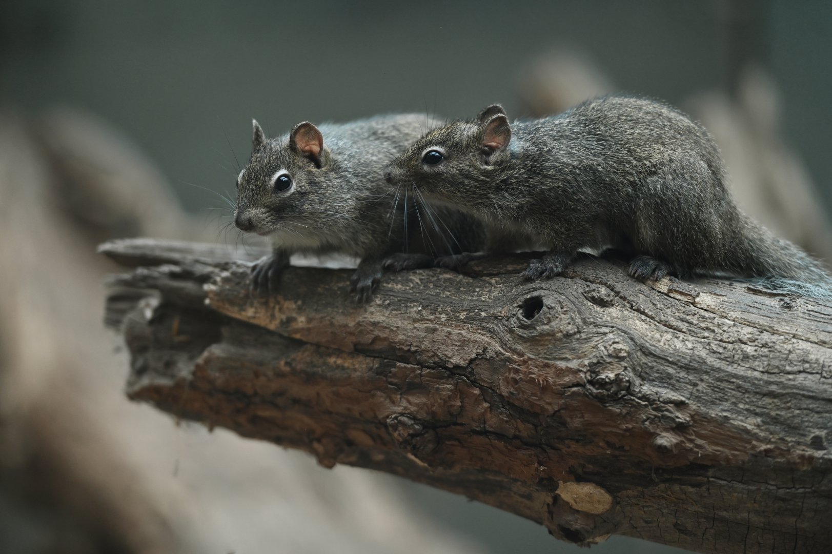 Père David's rock squirrel (Sciurotamias davidianus)