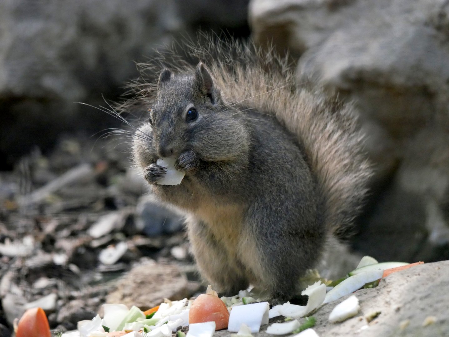 Père David's rock squirrel (Sciurotamias davidianus)