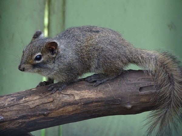 Pére David's rock squirrel (Sciurotamias davidianus)