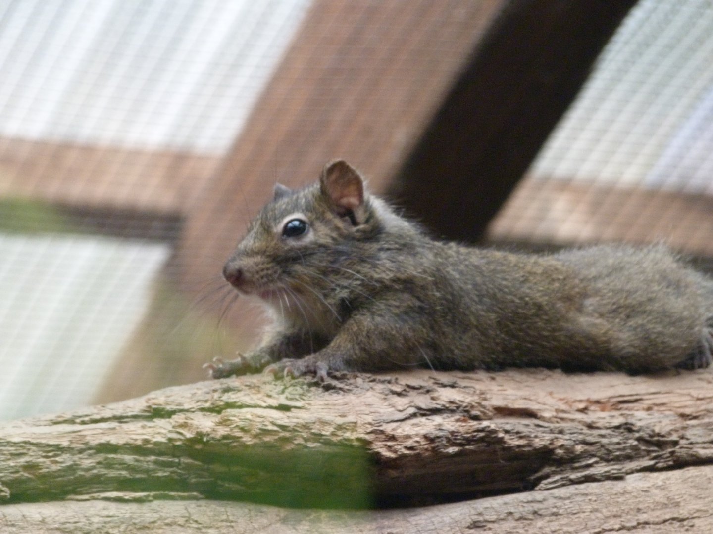 Pere David's rock squirrel -Tierpark Berlin (2024)