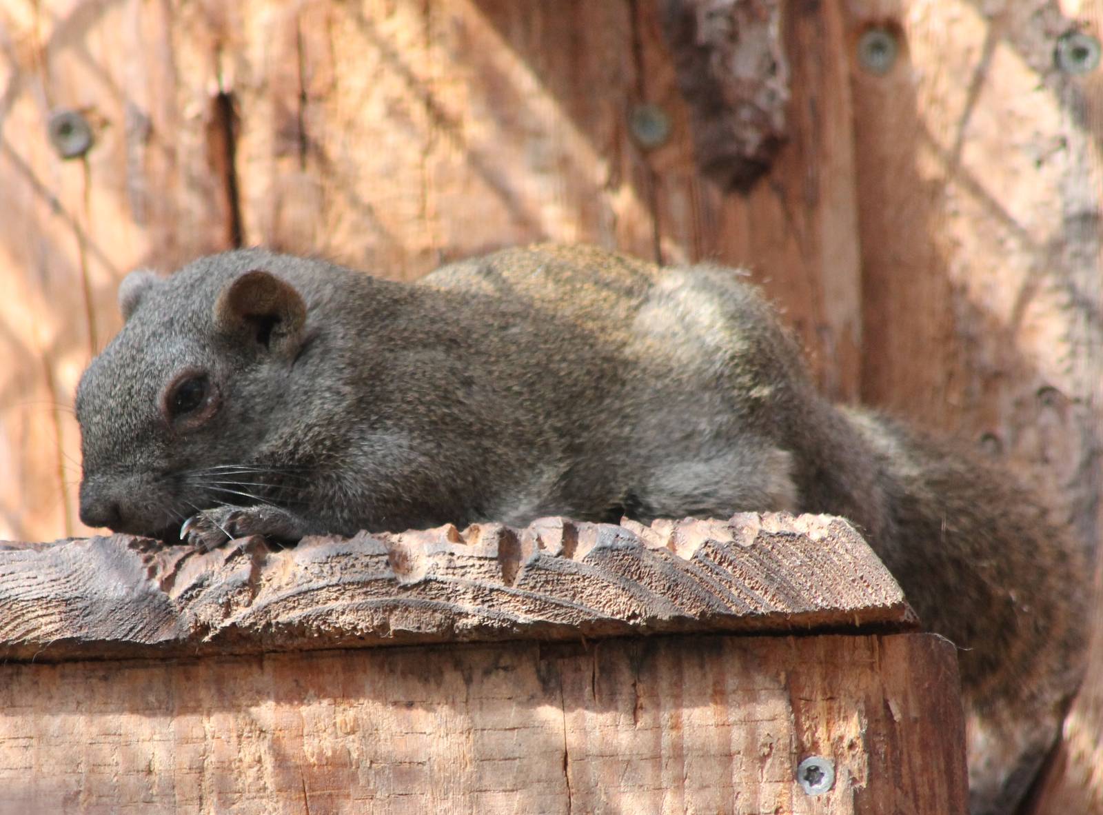 Pere David's rock squirrel