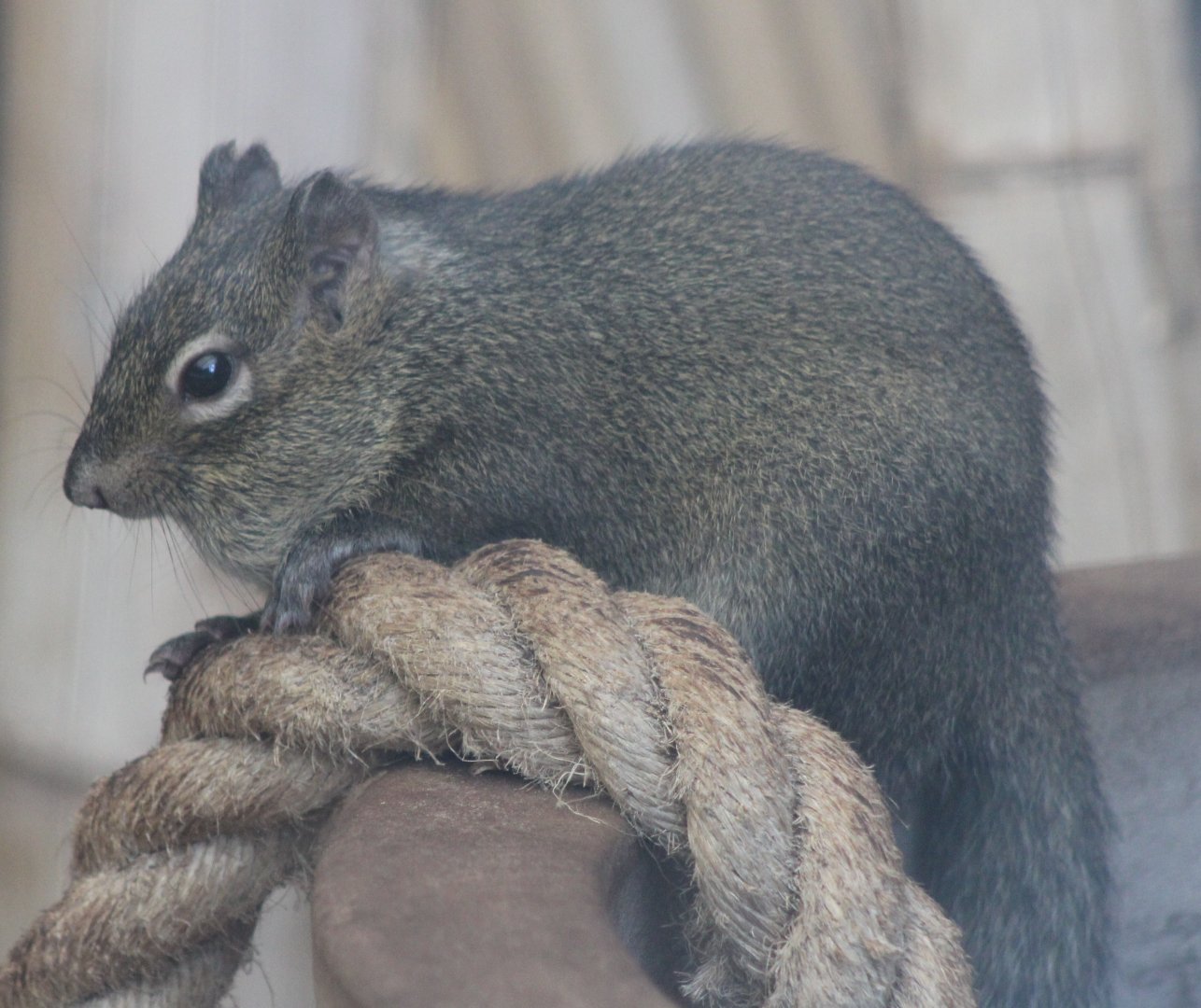 Pere David's rock squirrel