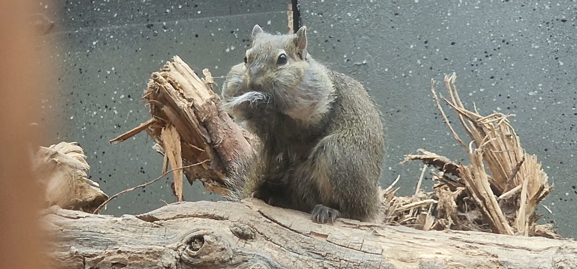 Pere david's rock squirrel