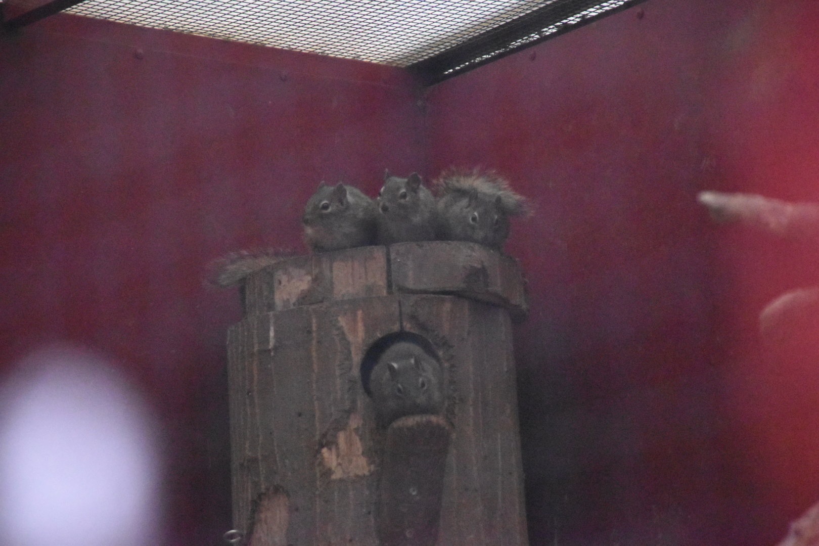 Pére David's rock squirrel