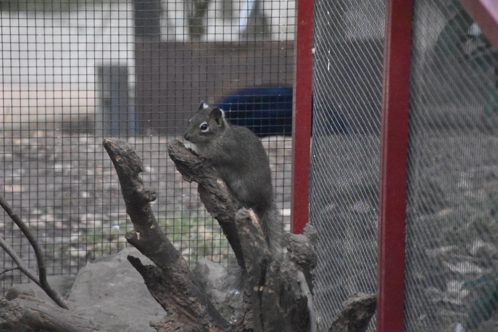 Pére David's rock squirrel