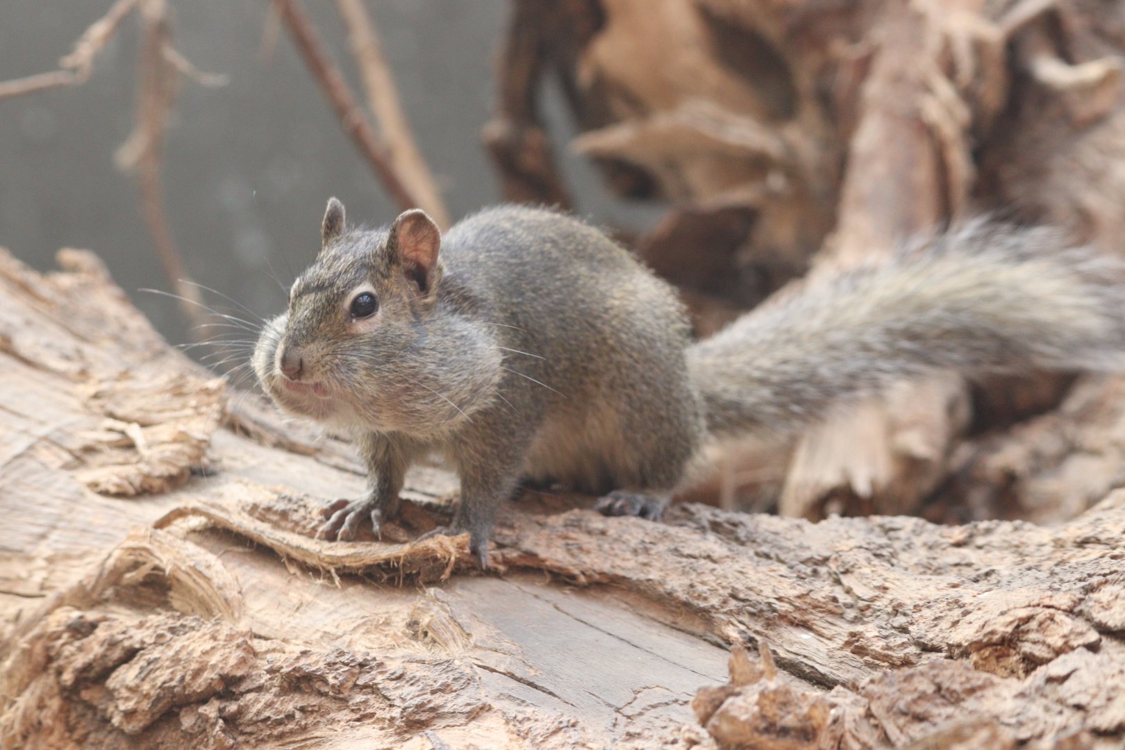 Pere David's Rock Squirrel