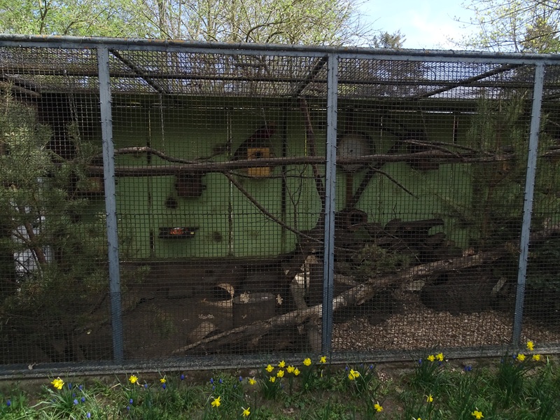 Pére David's squirrel enclosure