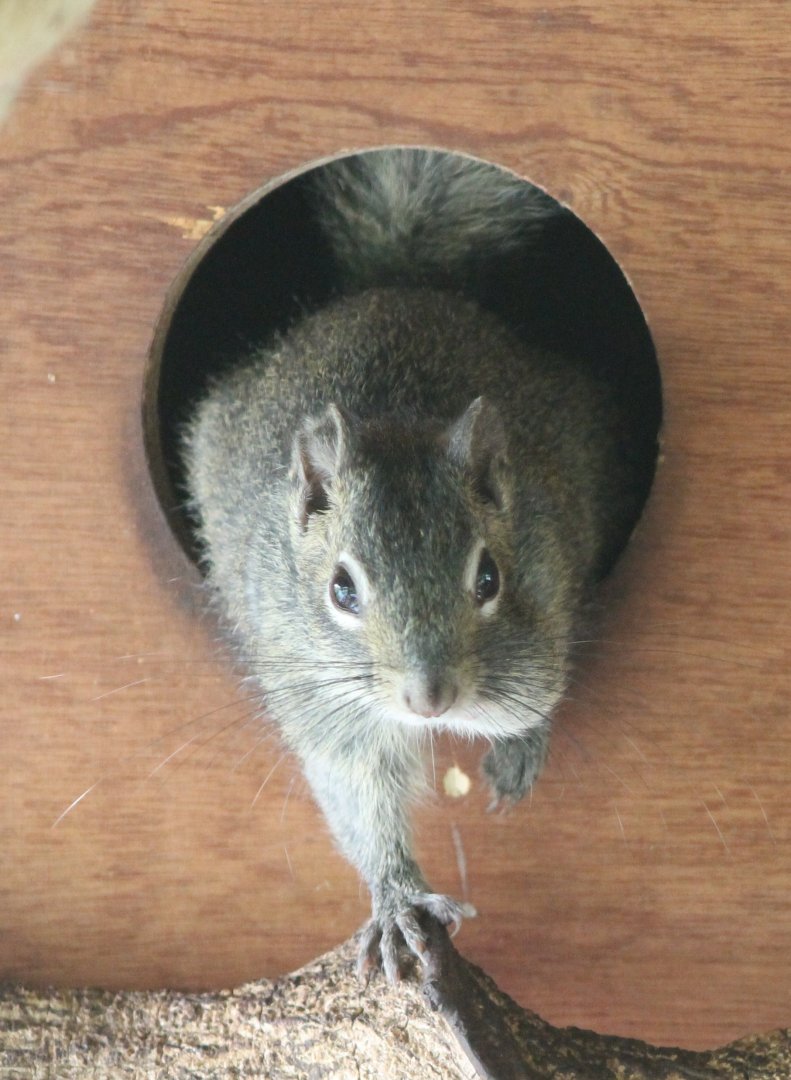 Pere David's squirrel