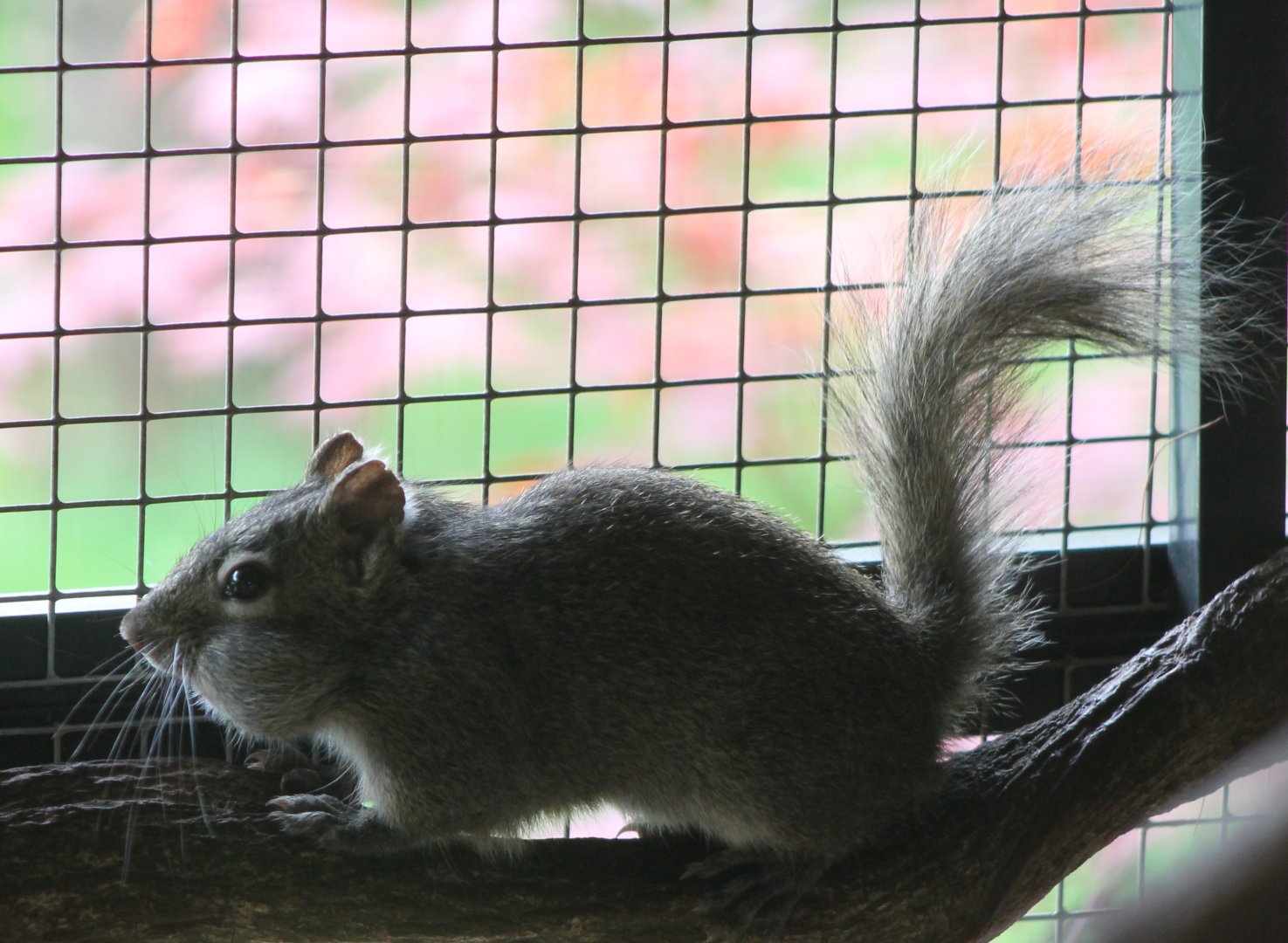 Pere David's squirrel