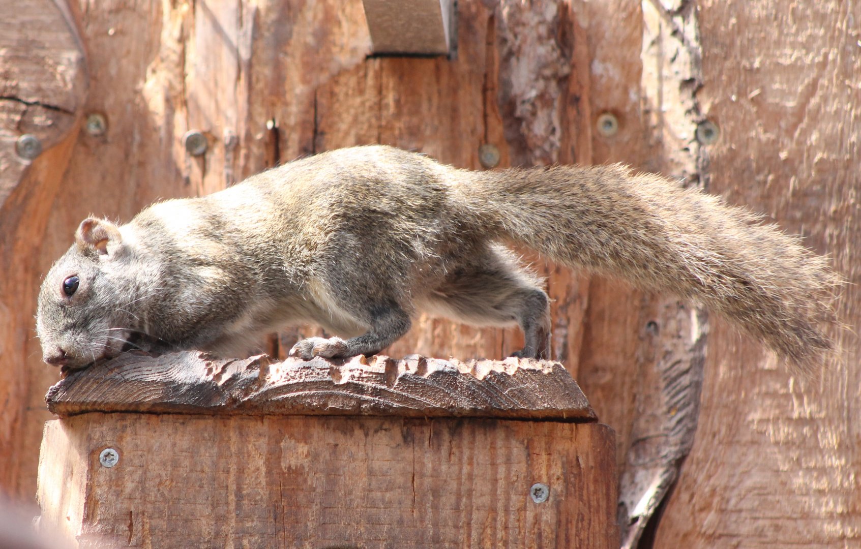 Pere Davids squirrel