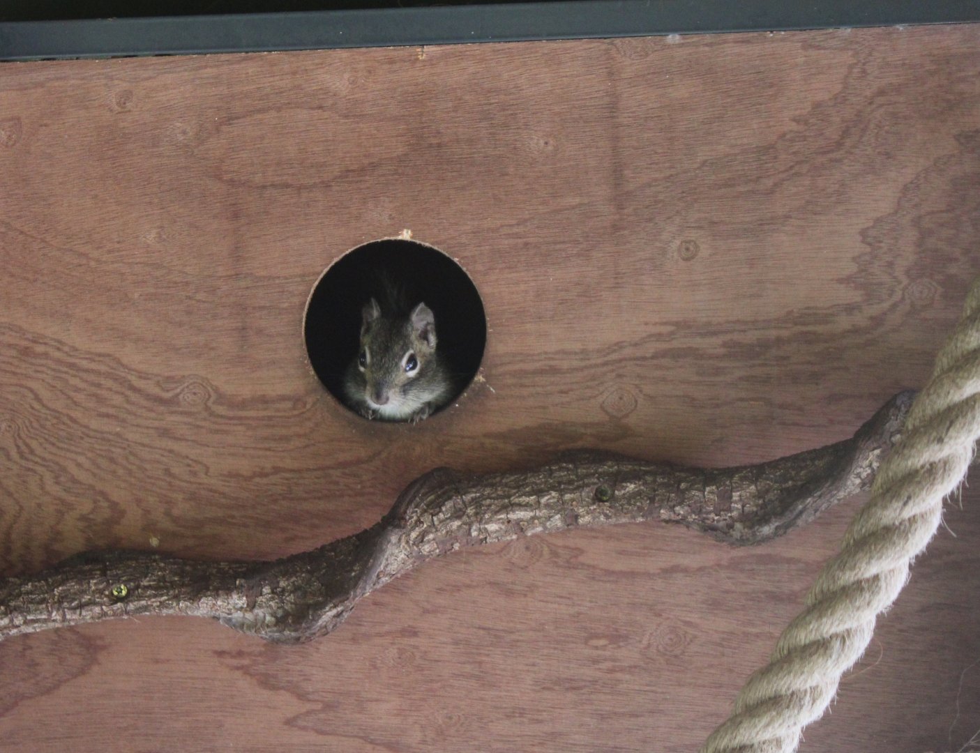 Pere David's squirrel