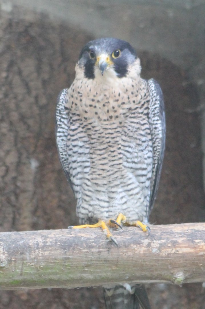 Peregrime falcon