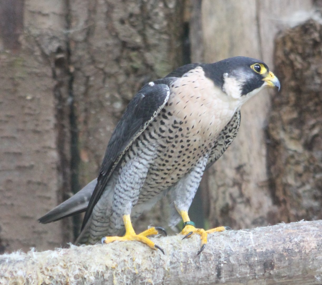 Peregrime falcon