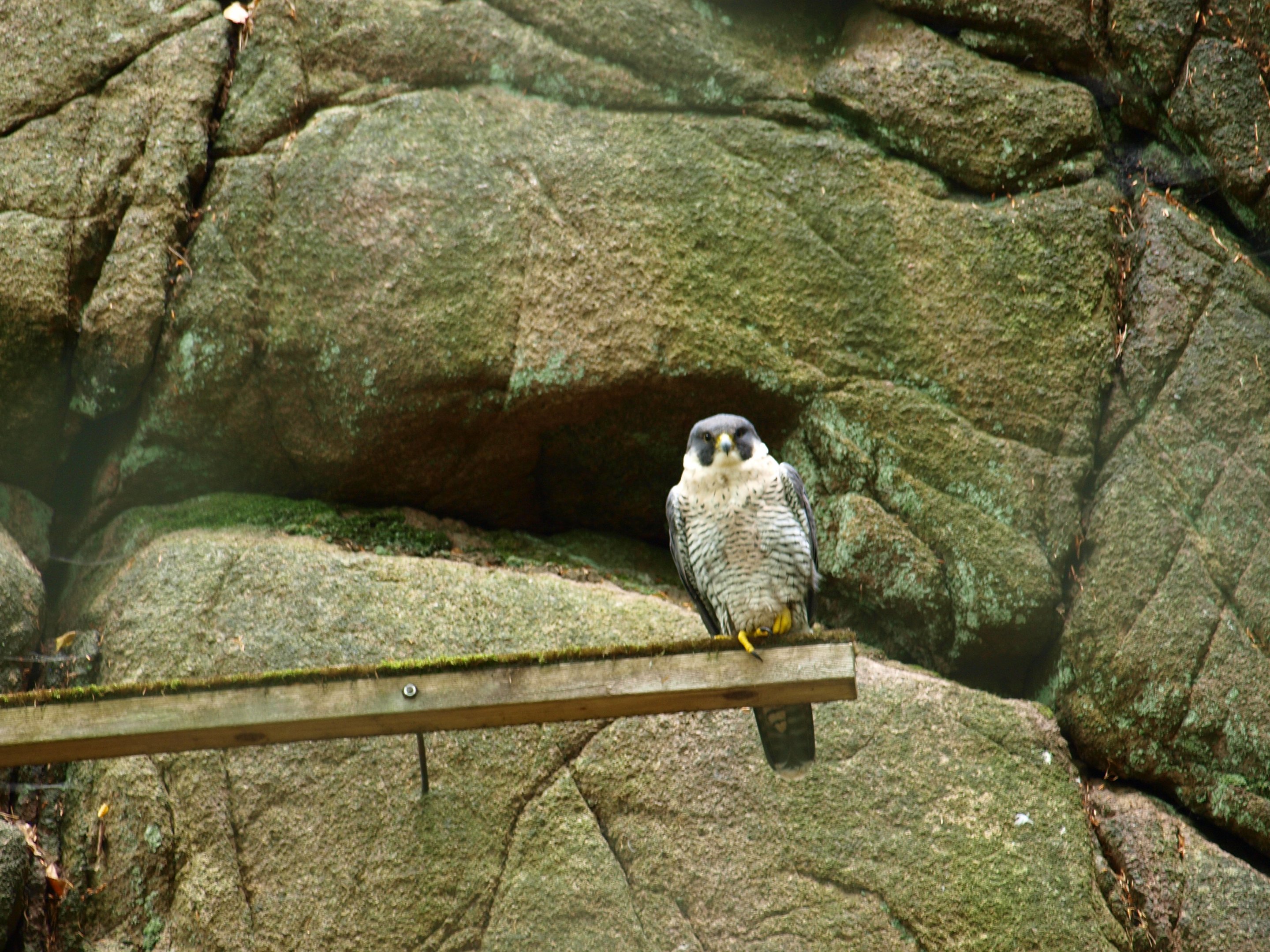 Peregrine falcon 2011