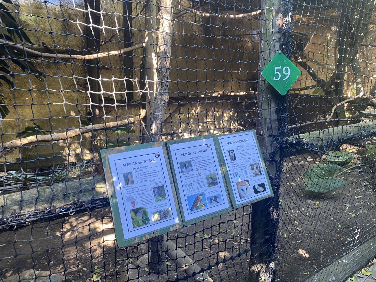 Peregrine Falcon/African Goshawk/ African Barn Owl