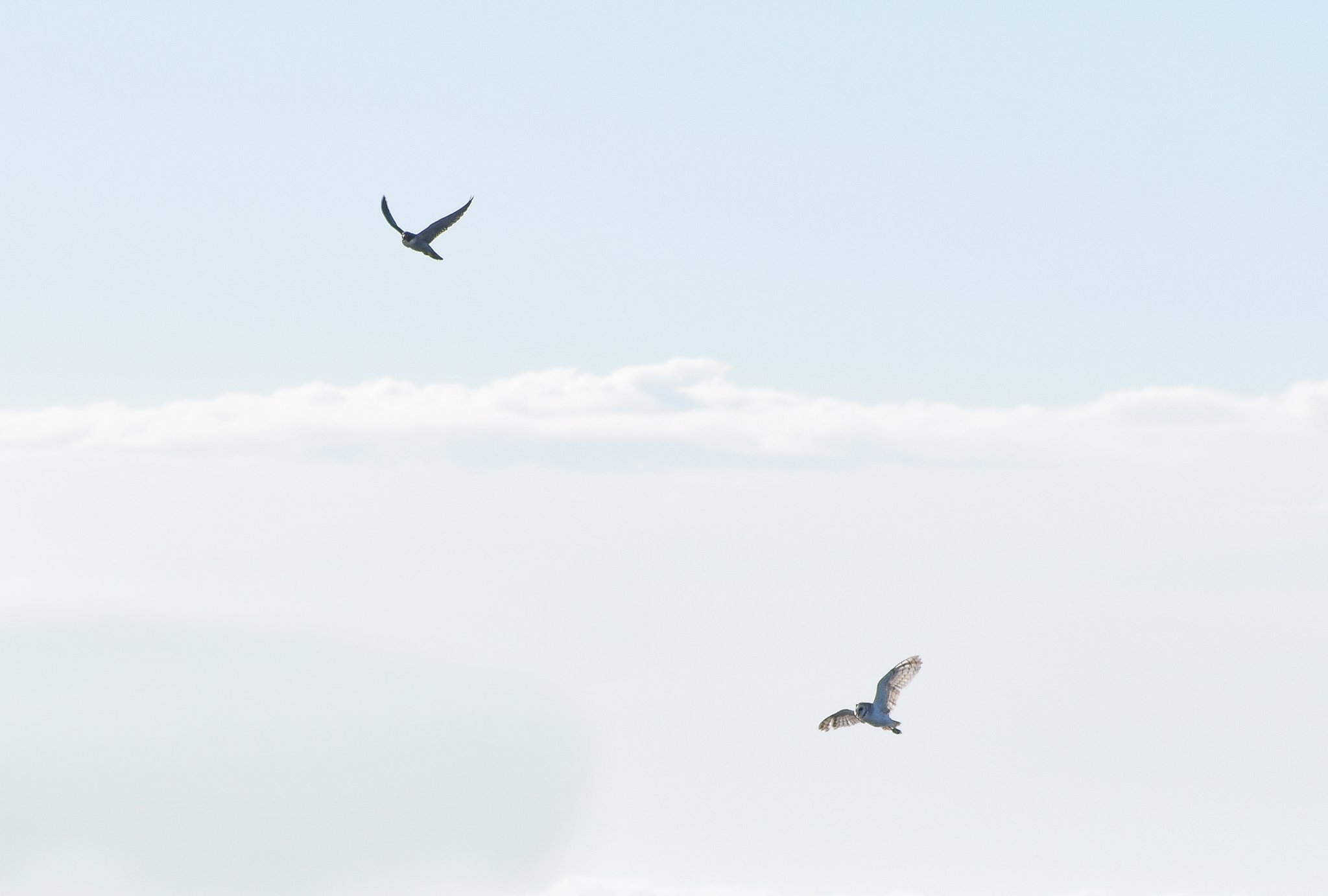 Peregrine Falcon and Eastern Barn Owl