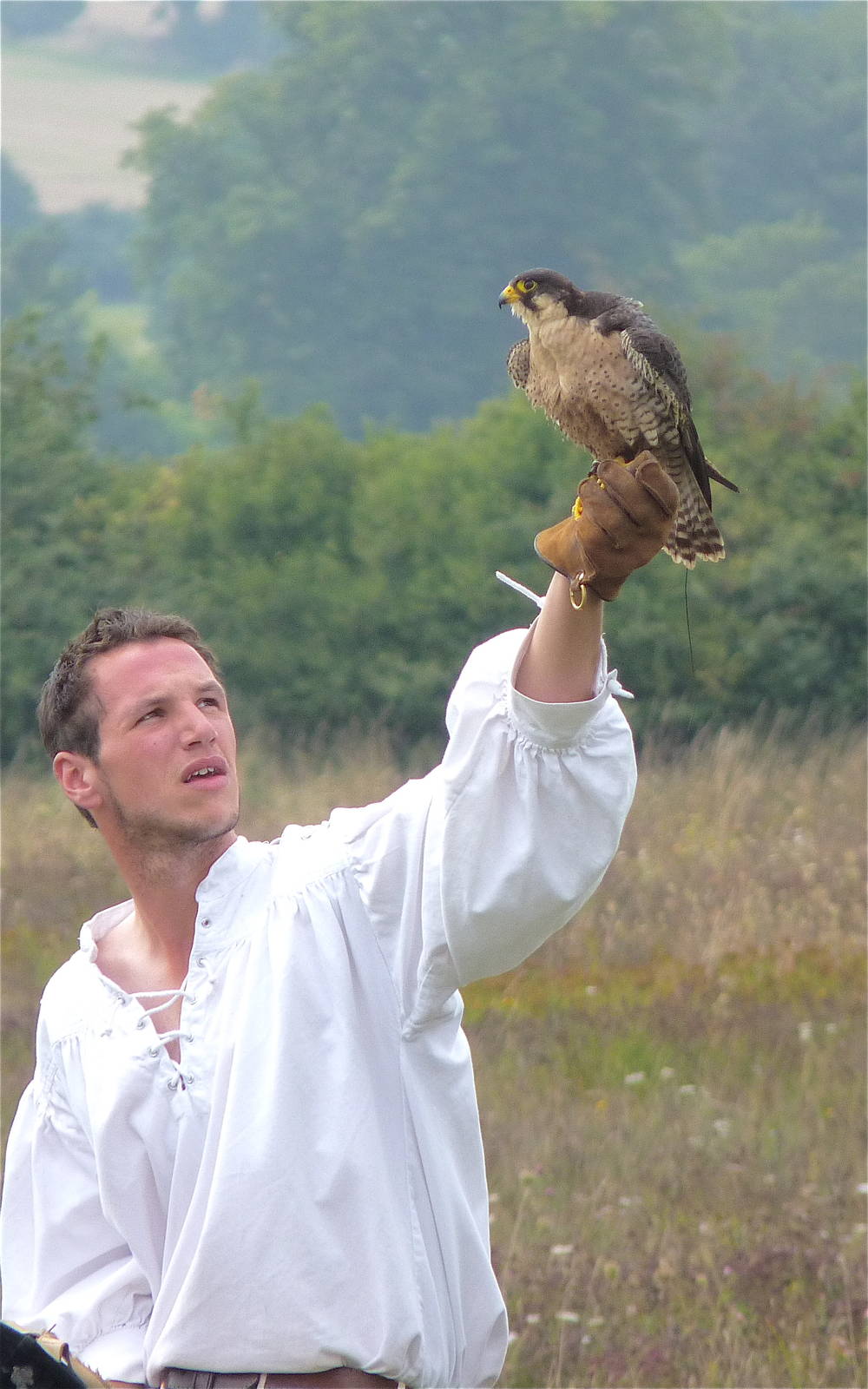 Peregrine Falcon and Falconer