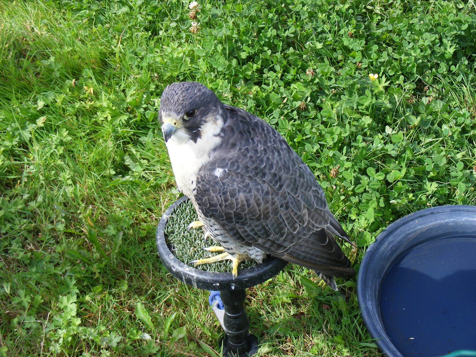 Peregrine falcon at birds of prey display on 29 August 2011