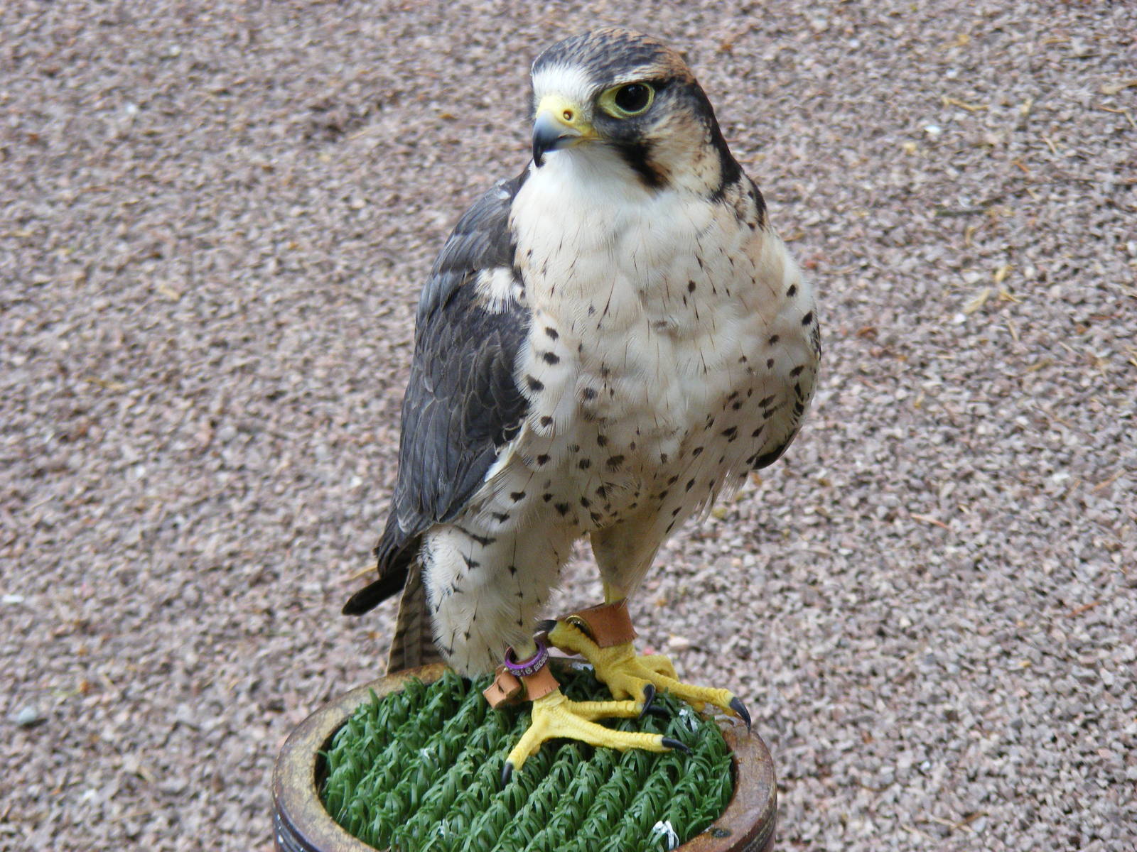 Peregrine falcon at Blair Drummond Safari Park, 19 May 2010