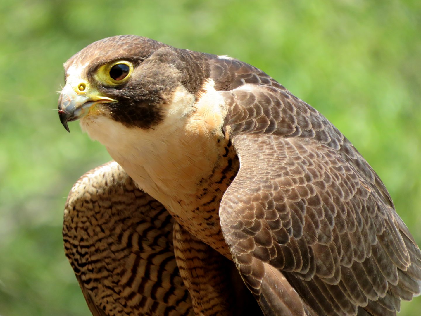 Peregrine Falcon at Lone Pine Koala Sanctuary