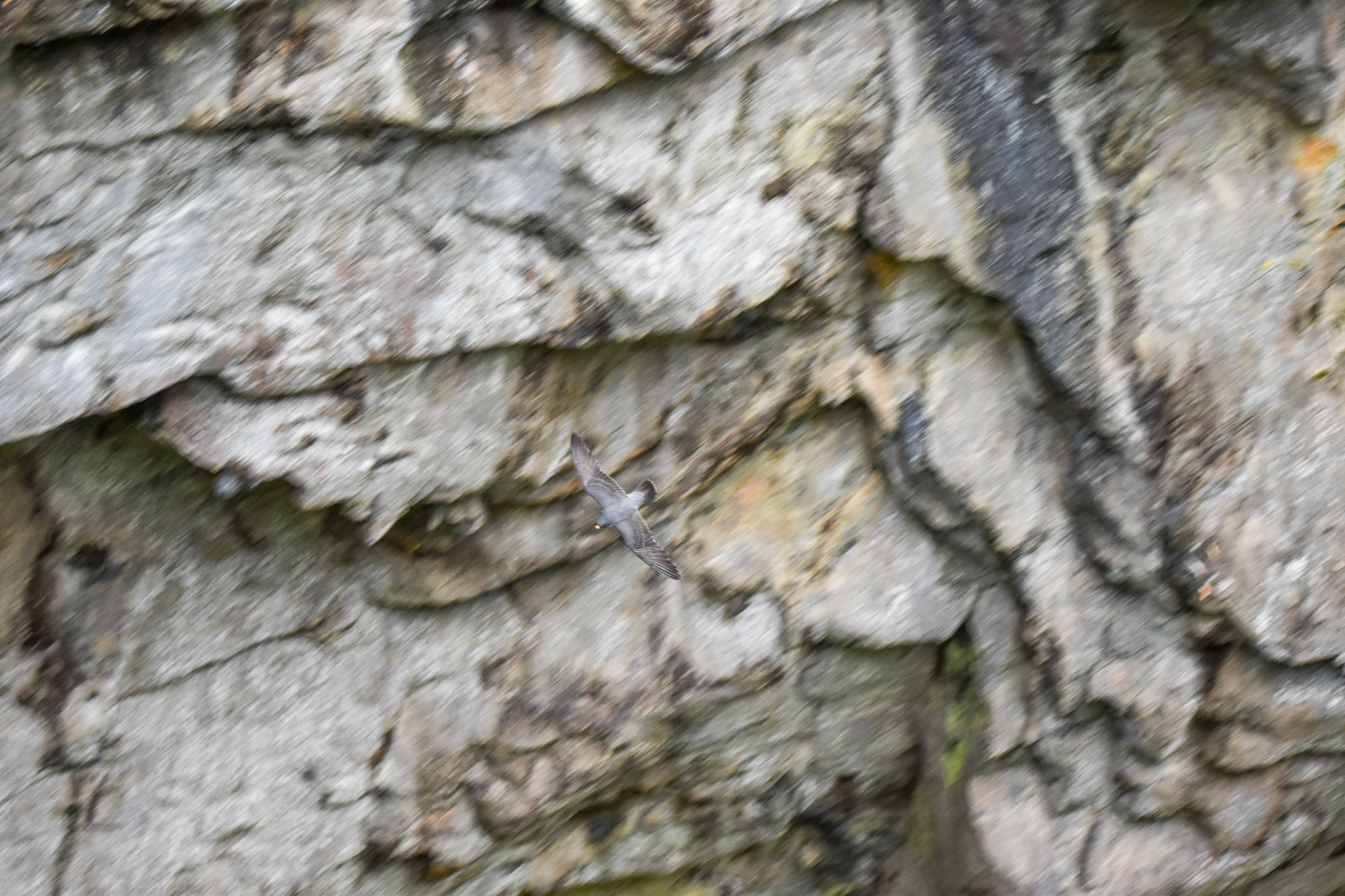 Peregrine Falcon at Mount Hypipamee Crater